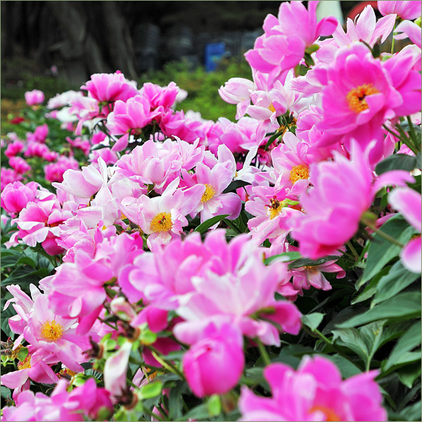 경주 작약꽃밭 - 1