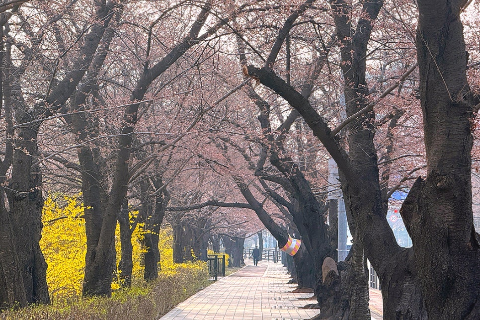 벚꿏축제 - 1